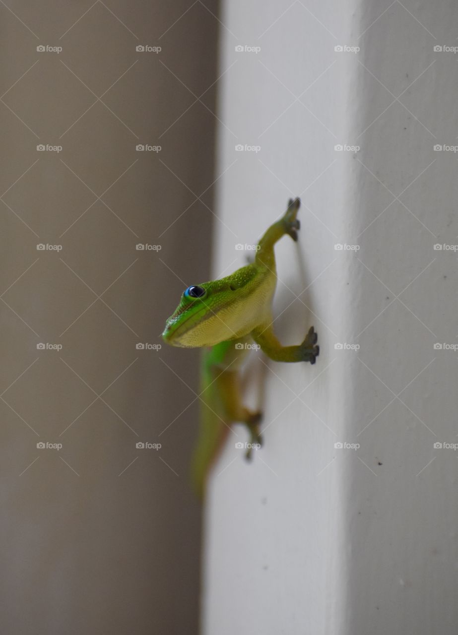 Colorful gecko watching me watch him on the lanai