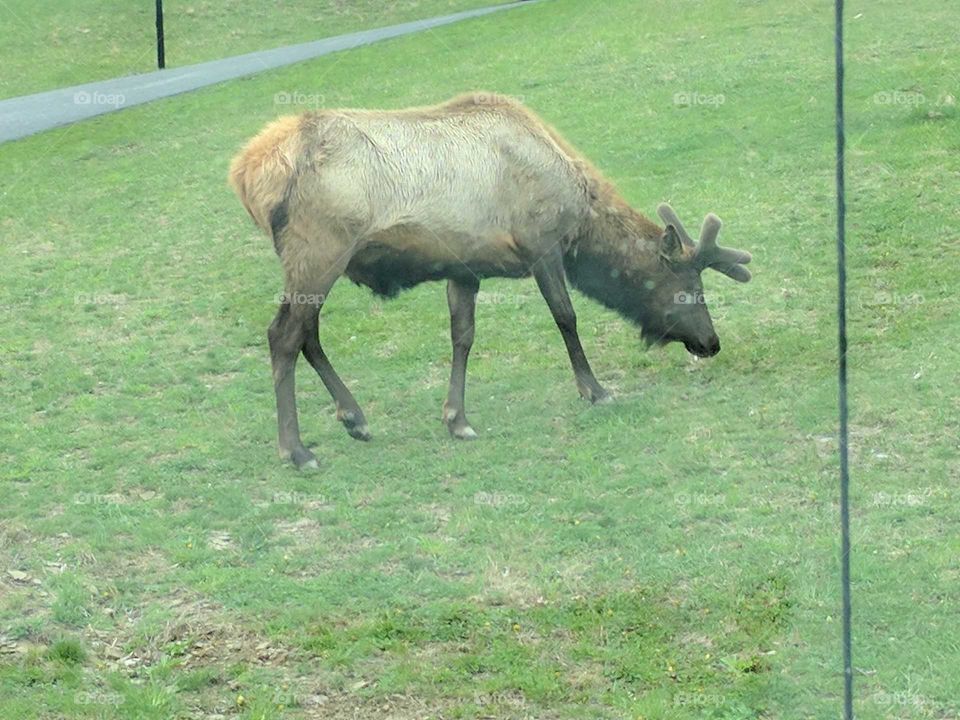 elk