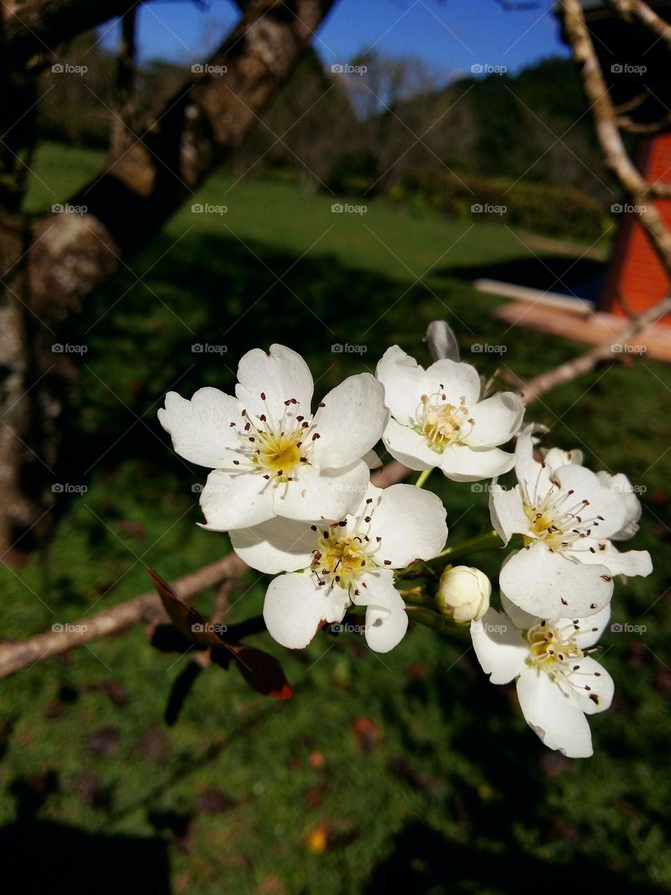 Vocês sabiam que essas flores brancas lindas são flores do pé de Pera ?
As flores abrem-se junto com as folhas, são brancas, raramente róseas. Ela é constituída por cinco sépalas, cinco pétalas, de 20 a 30 estames com anteras vermelhas.