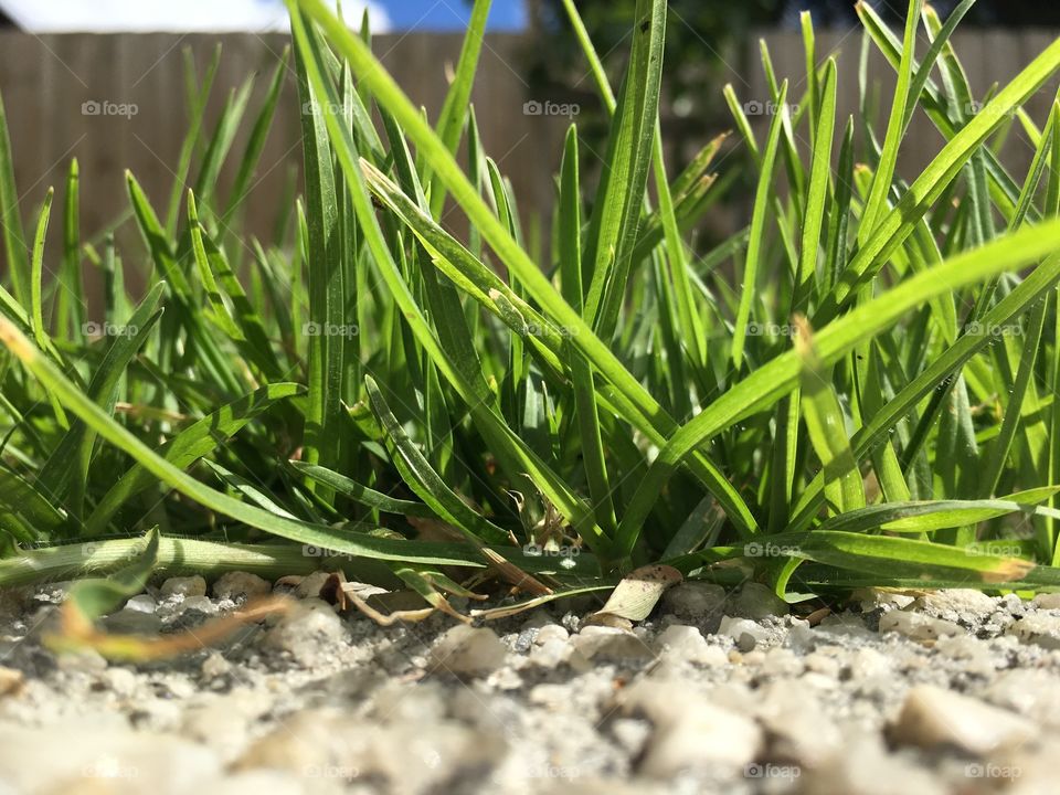This is a close up photo showing every little detail of grass that we never usually see.