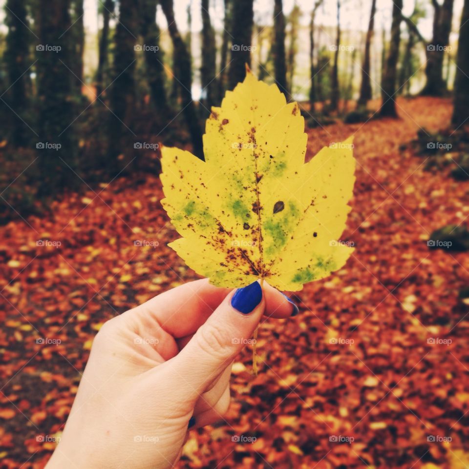 Holding leaf. Woman's hand holding up a leafy against the woods