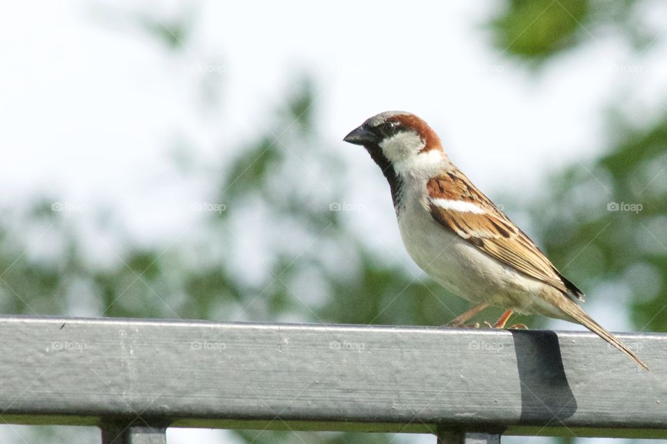 Sparrow on a fence. Sparrow on fence. 