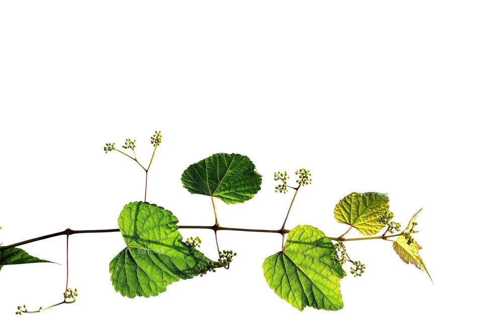 A Muscadine vine on white background. 