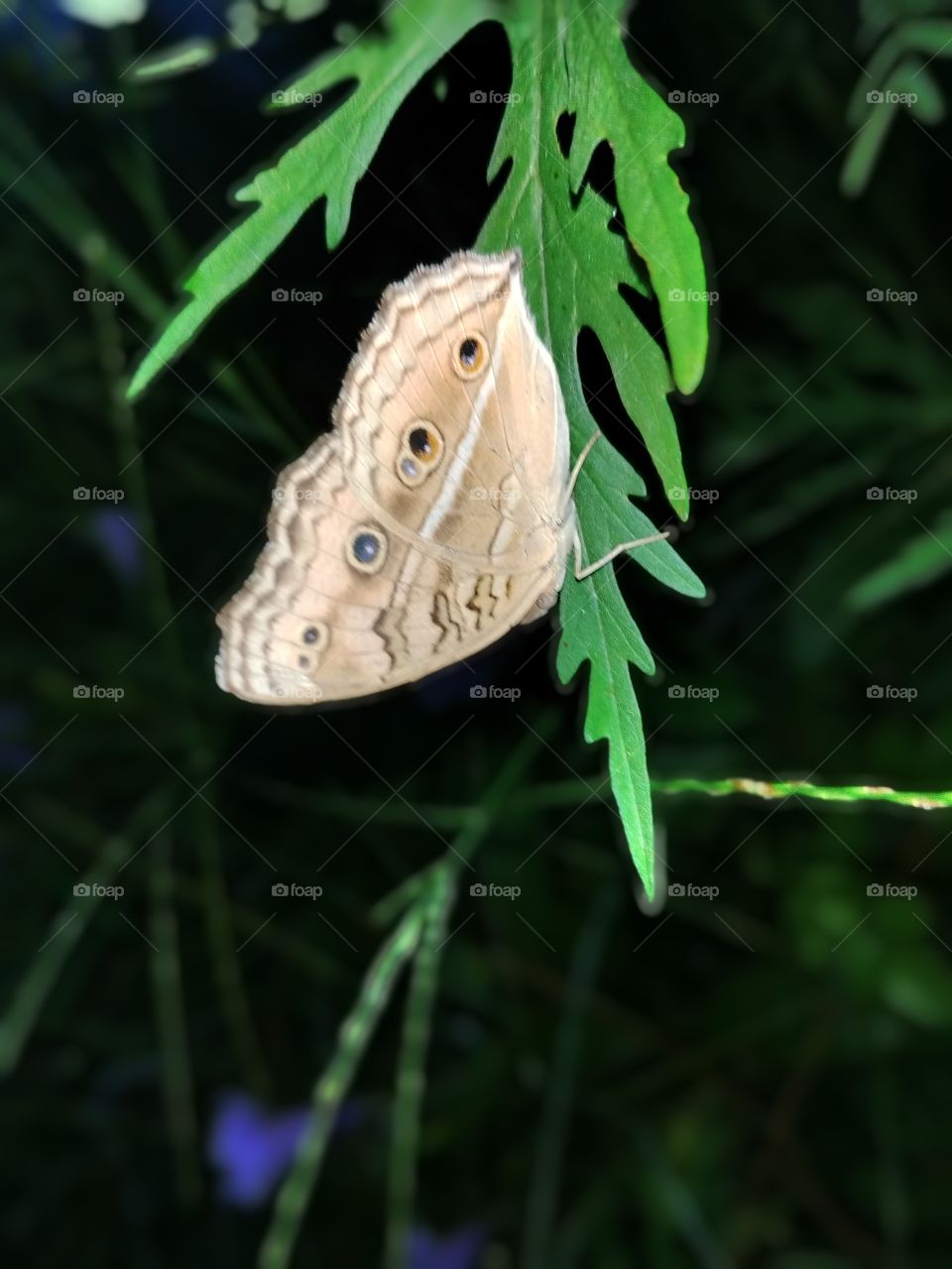Butterfly with green leafs