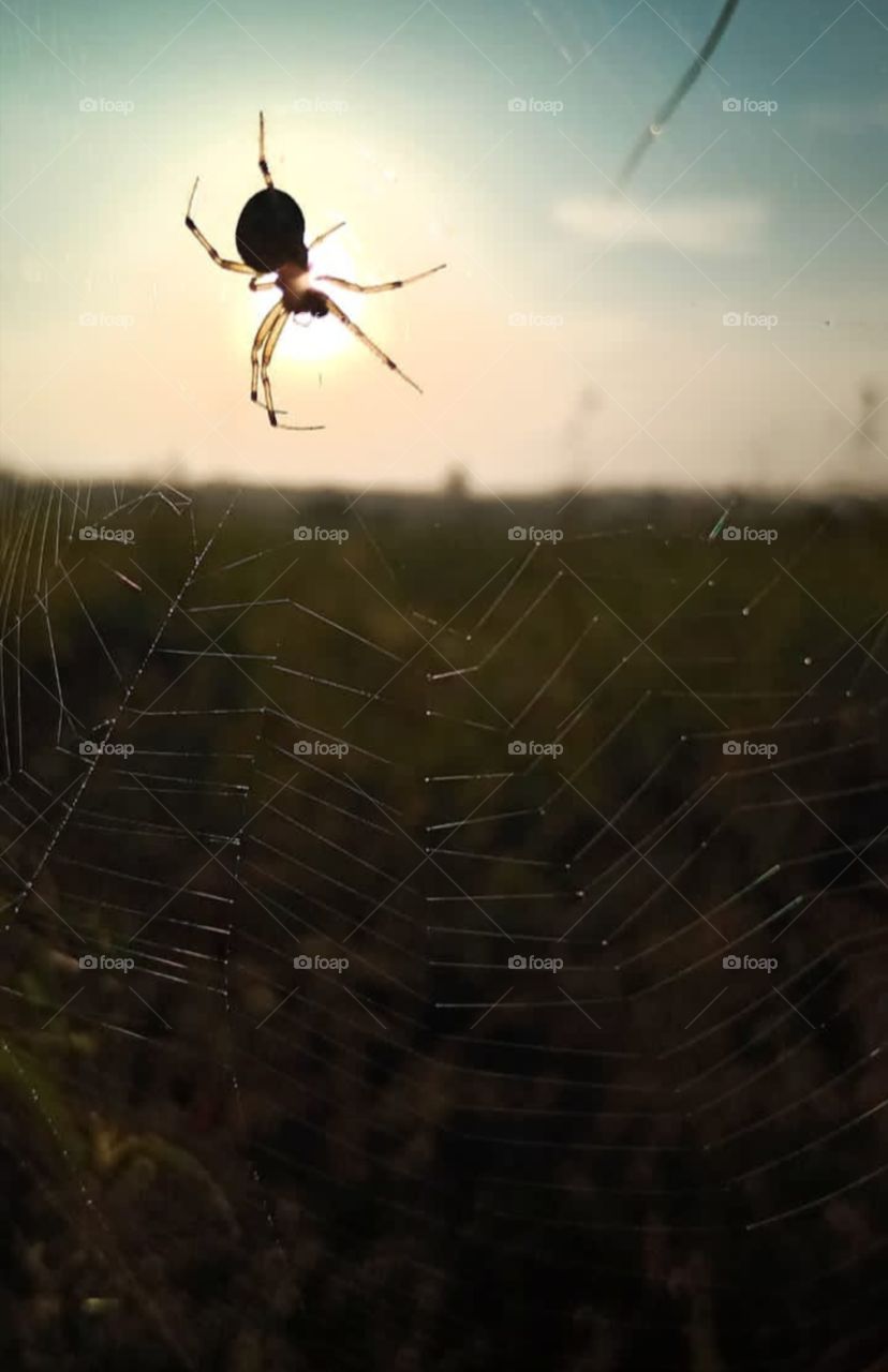 spider with web and sunset