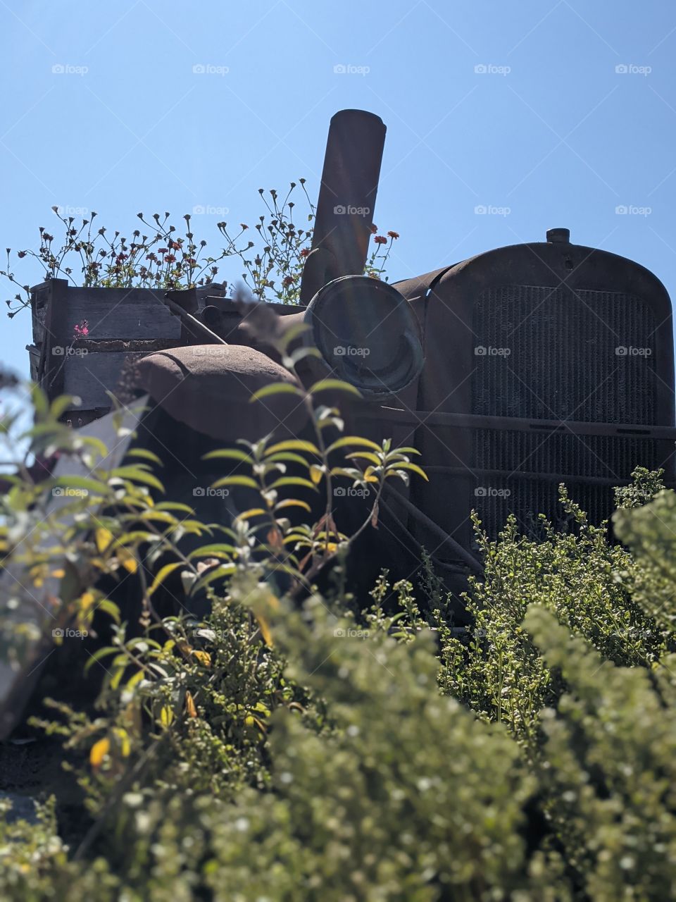 Old cars and flowers