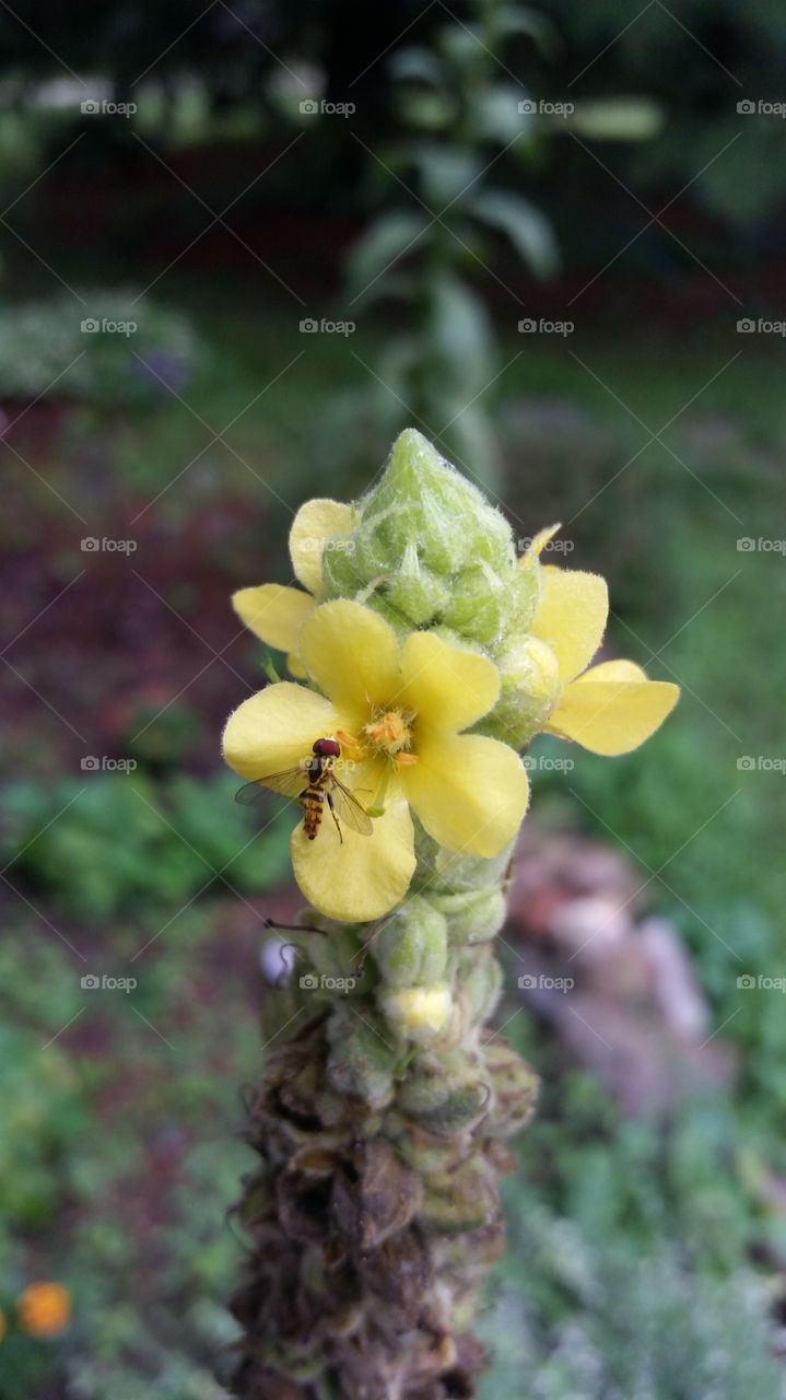 mullein