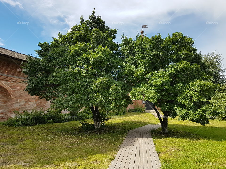 Trees and path