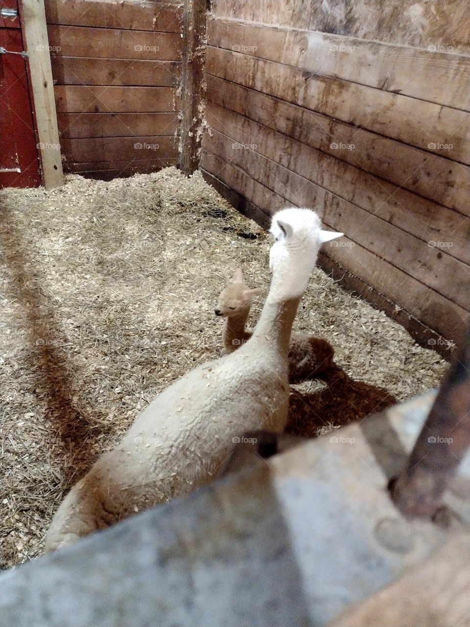 Unfiltered mother and baby llamas on a farm inside a barn