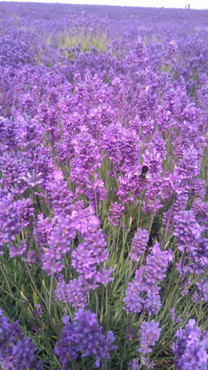 Bumblebee in lavender