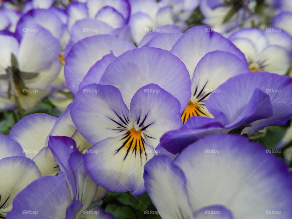 Pansies