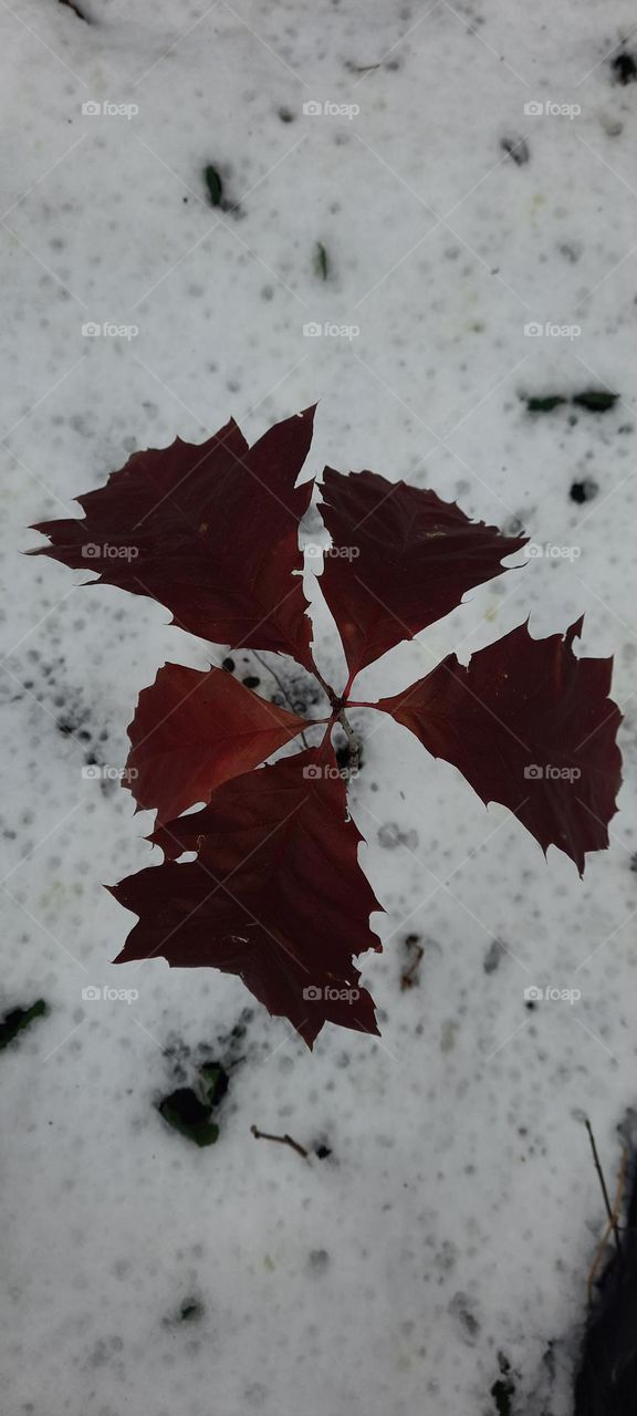 last sign of Autumn 2