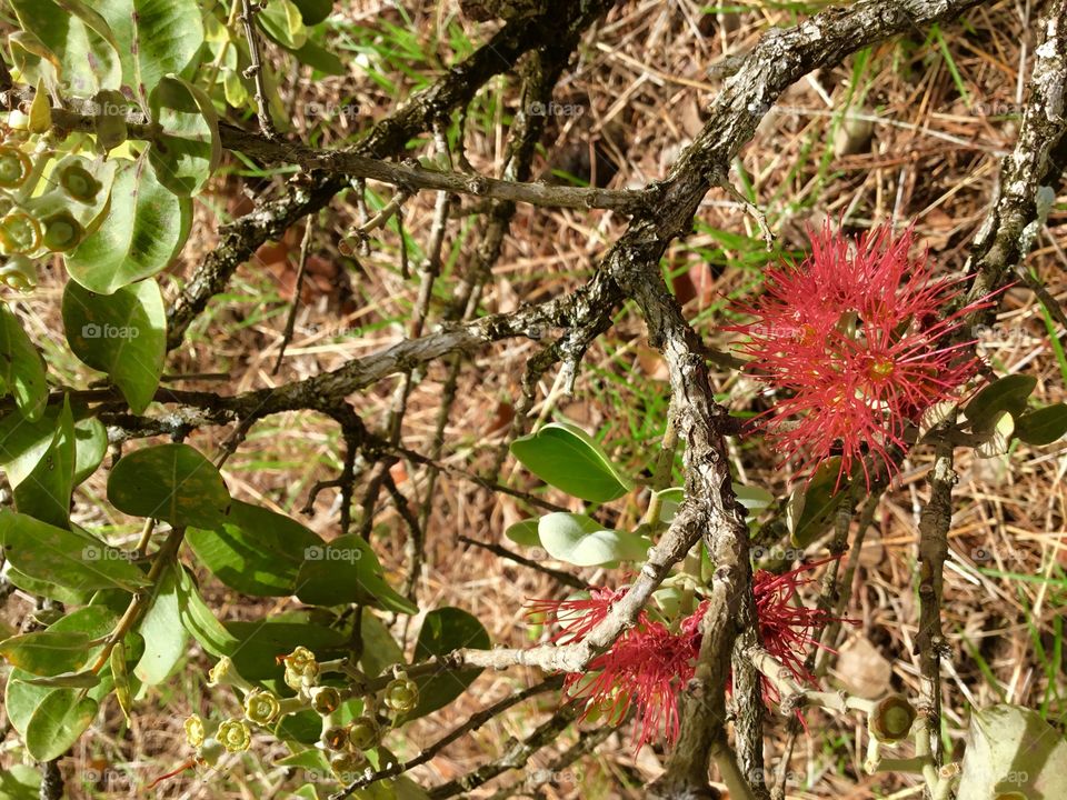 Ohio tree bloom