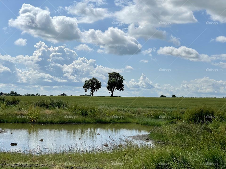 Todays walk β¦ I snapped a picture of two trees which I spotted in a field of crops β¦. They stood out a lot to me against the countryside landscape ππ