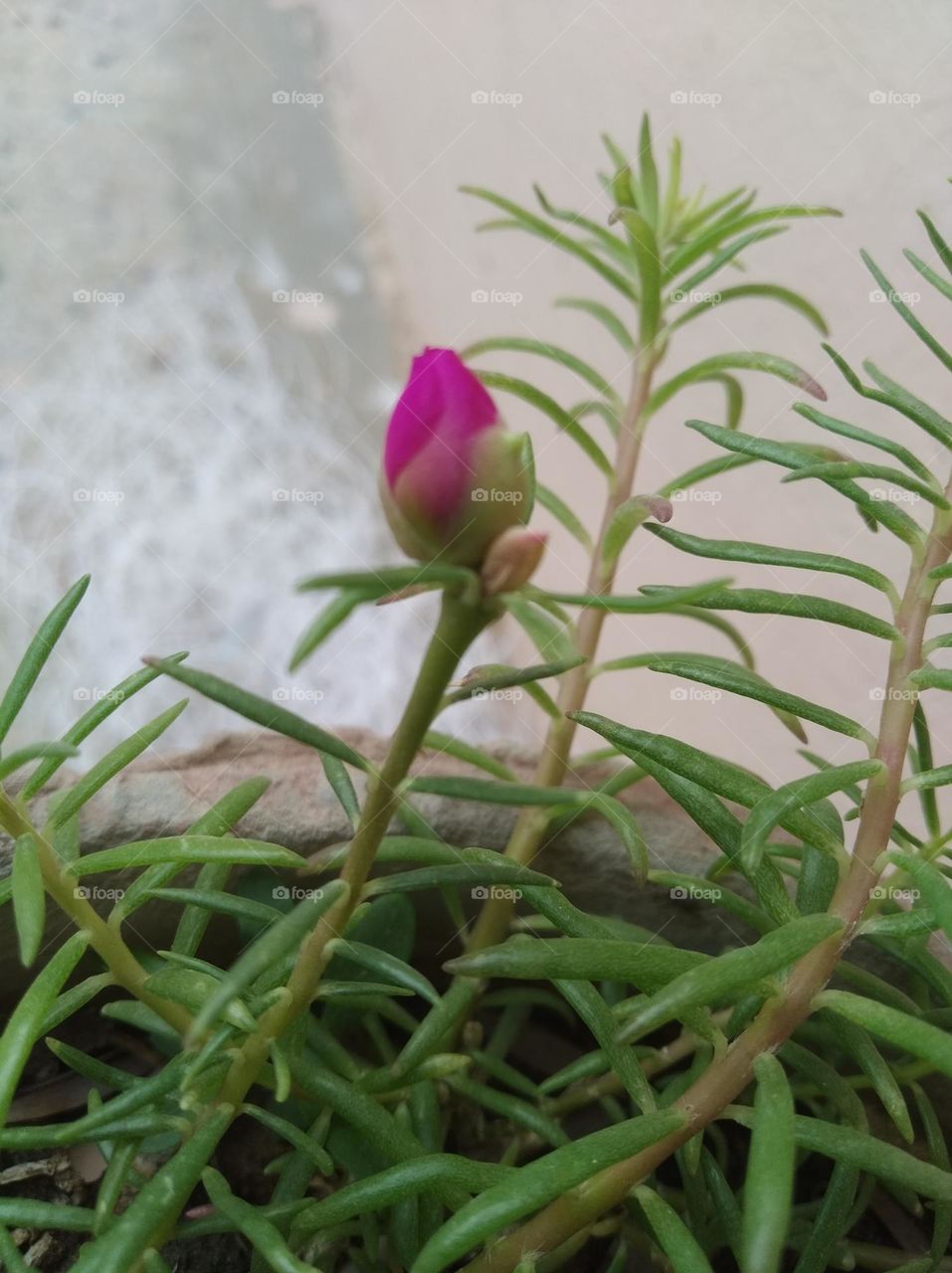 pink flower bud shurb small in size fresh seasonal looking very beautiful generally found everywhere fresh seasonal