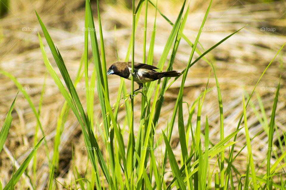 Bird perching on green grass