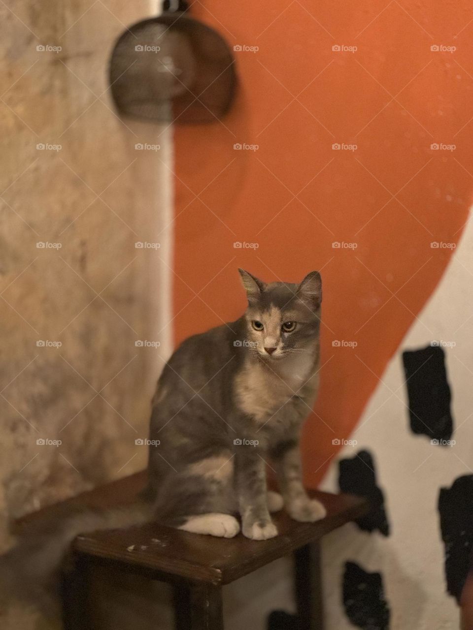 A cat relaxing at a table waiting to be fed!