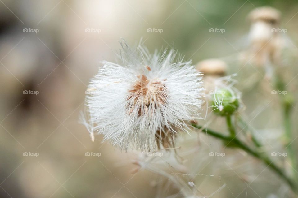 Beautiful White Dandelion Flower