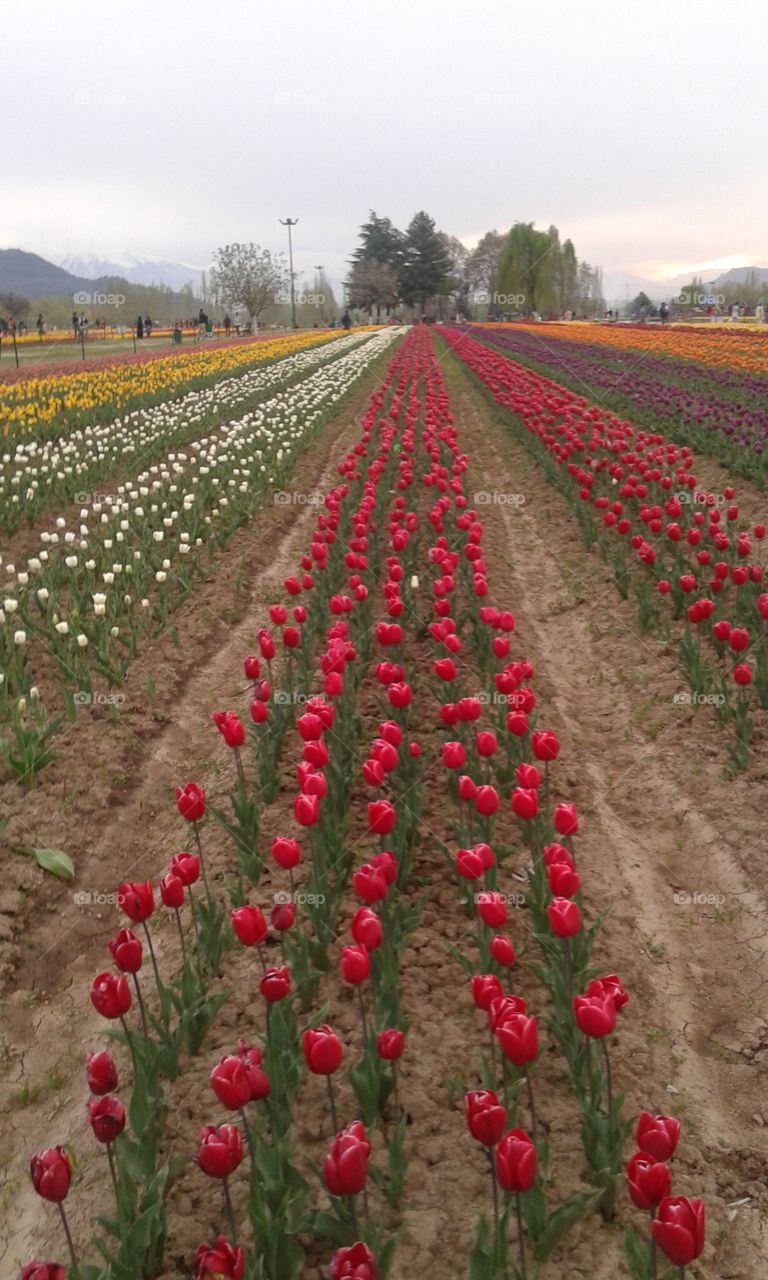 Tulip Garden Kashmir