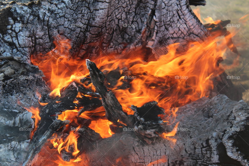 tree stump burning