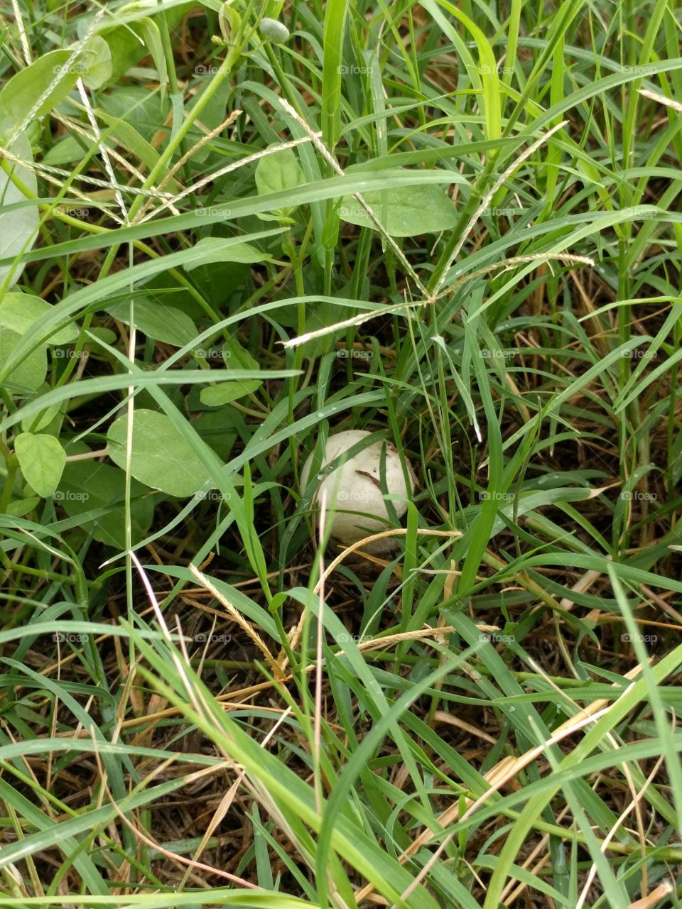 Hidden mushroom