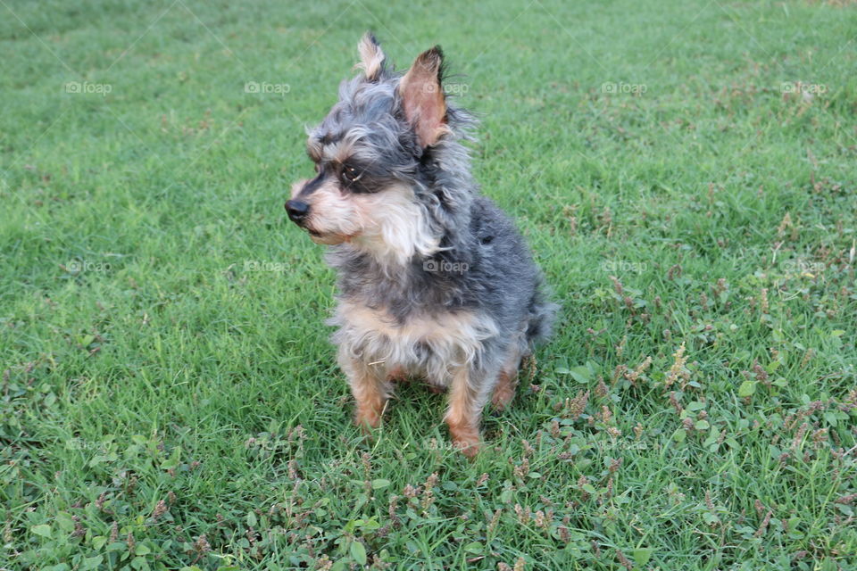 Yorkie Dog