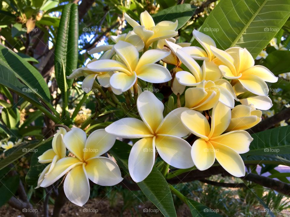 Plumerias 
