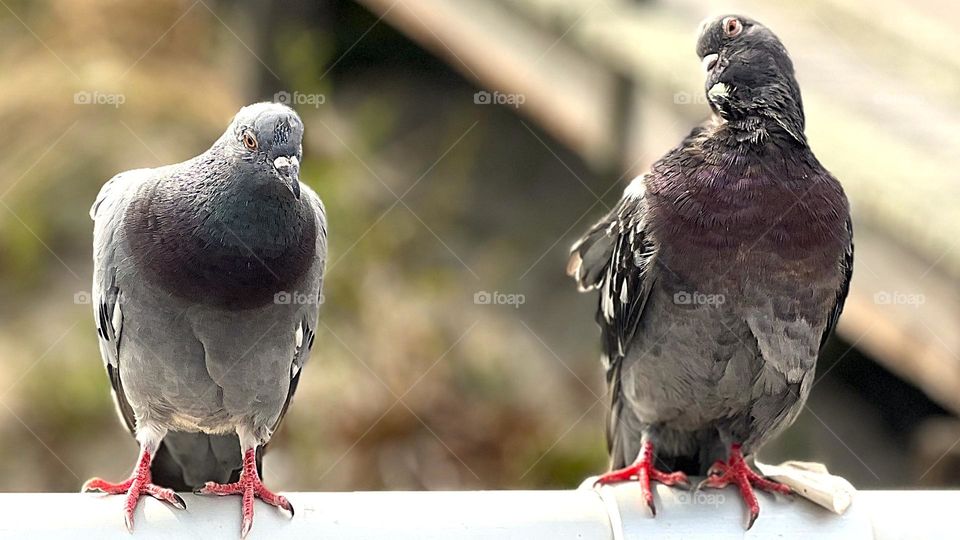 Pair of Perched Pigeons 