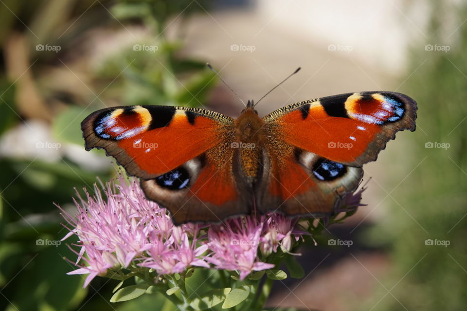 A butterfly in my garden in a day of autumn