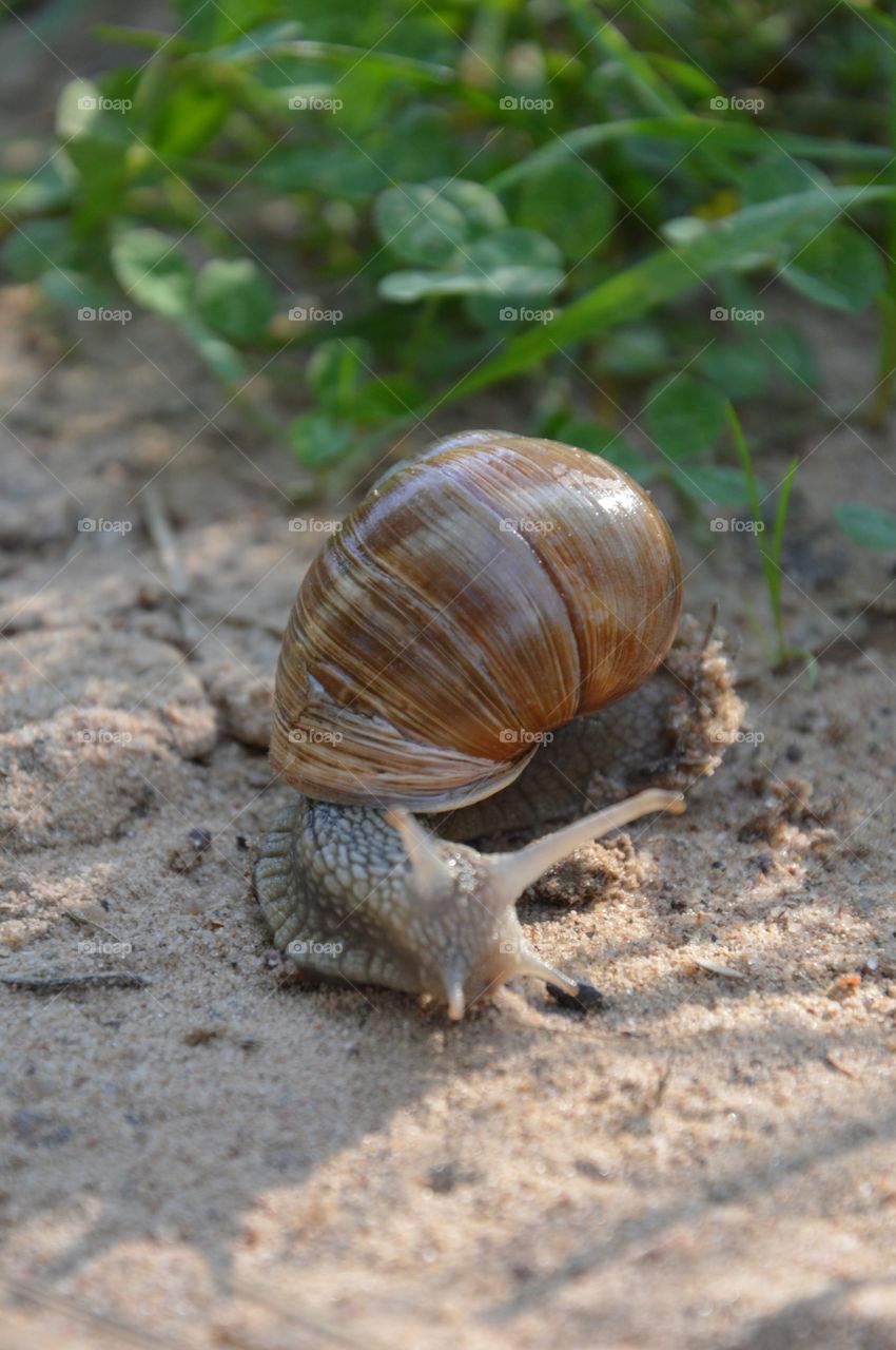 Snail