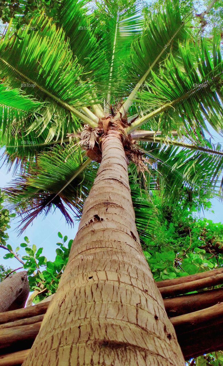 coconut tree