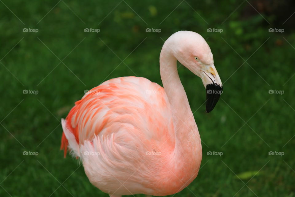 Pink Flamingo in the Sun