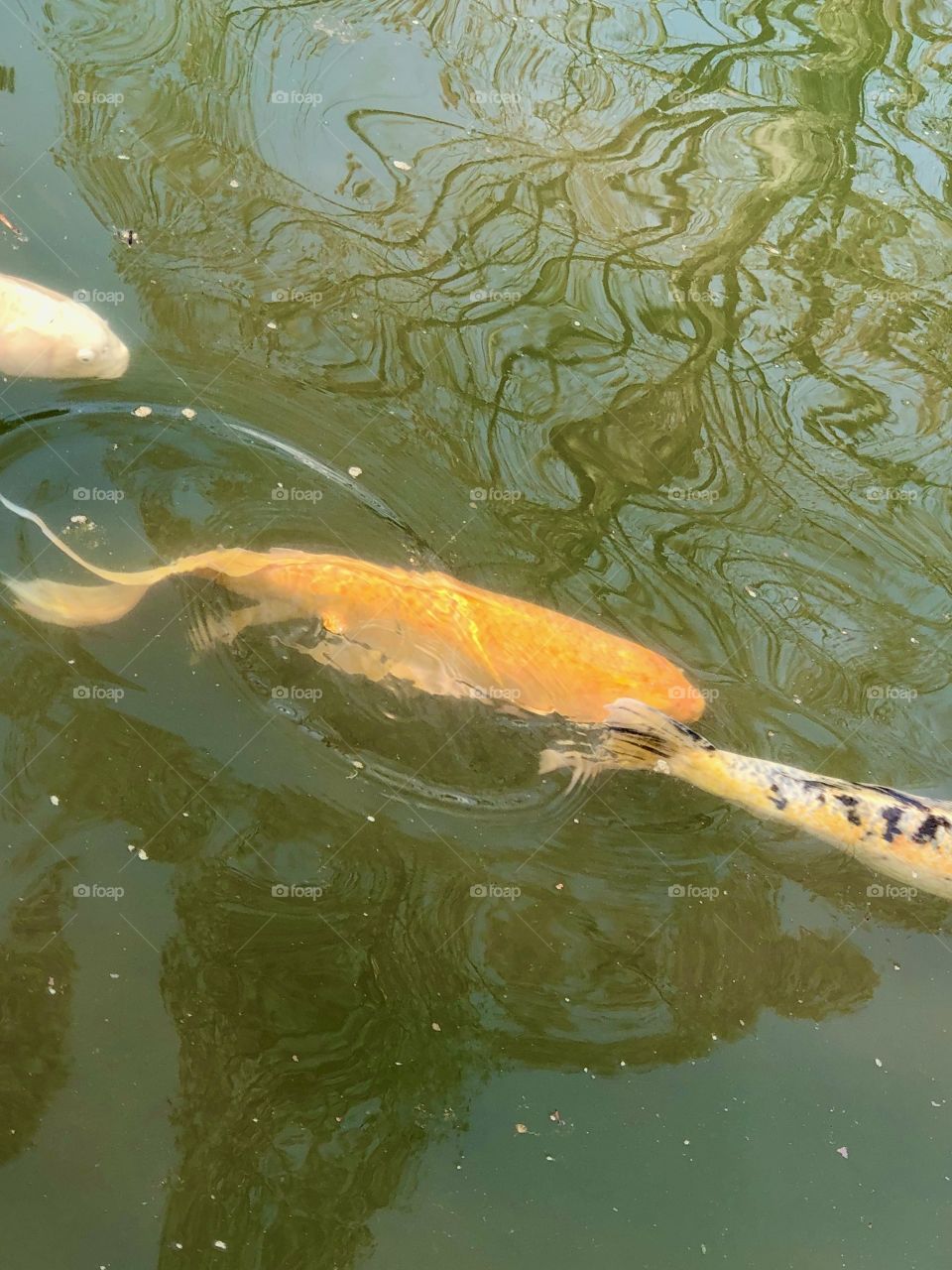 Koi rippling under reflections in pond