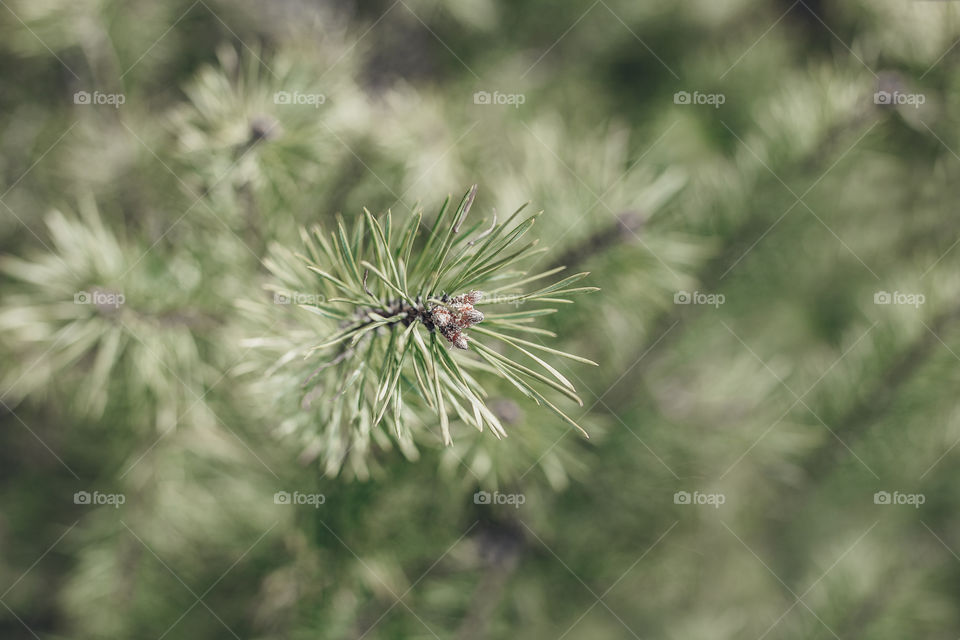 green pine texture