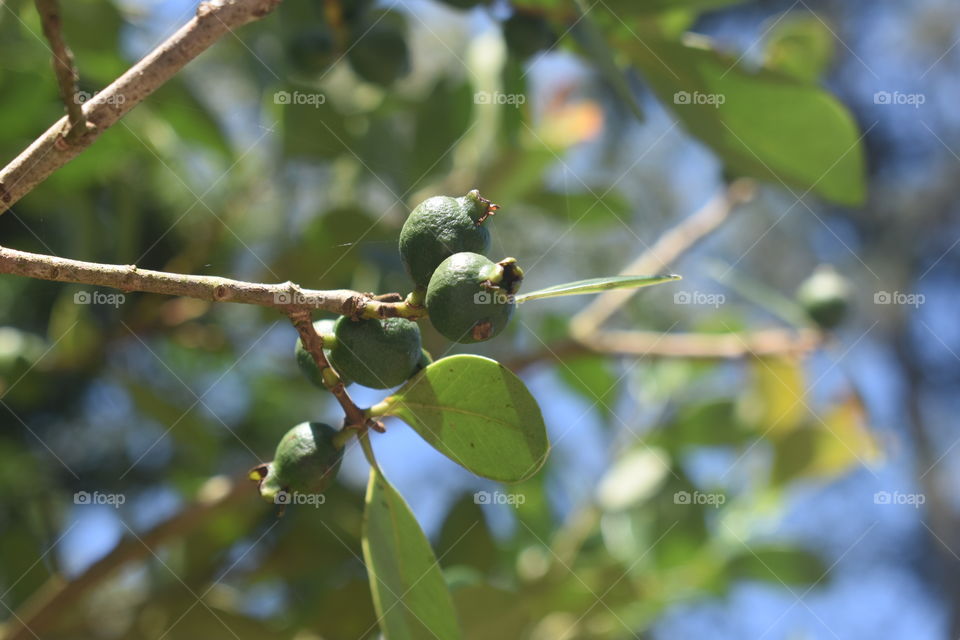 Mini guava close snap