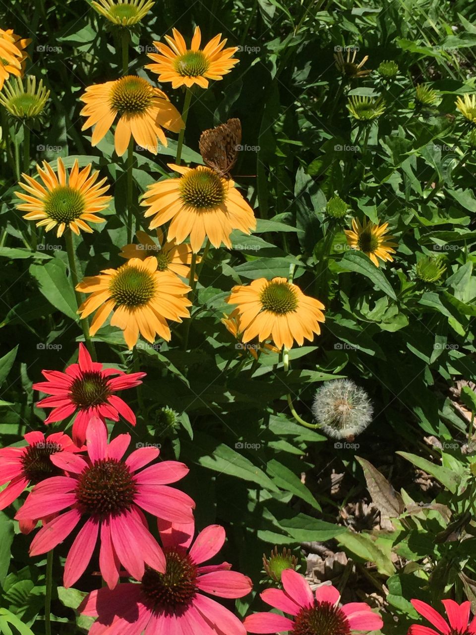 Beautiful flowers and a butterfly 