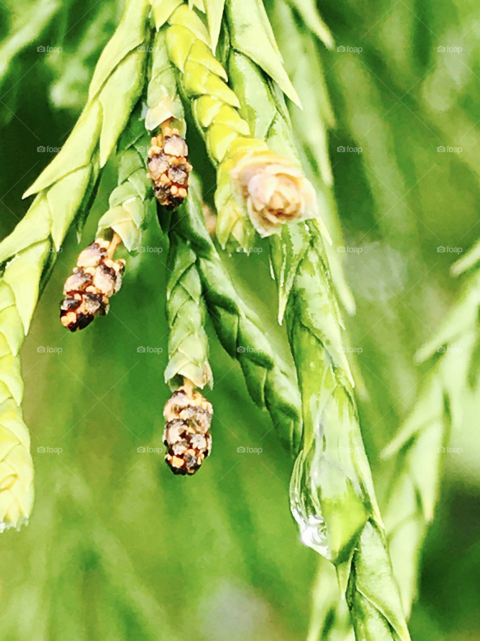 Nature, Leaf, Flora, Food, Summer