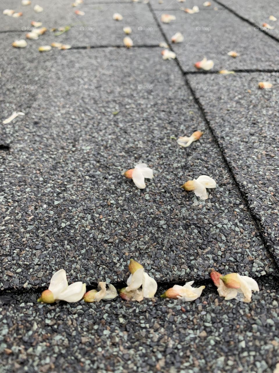 Scattered White Locust tree blossoms on a wet, grey, textured surface (portrait)