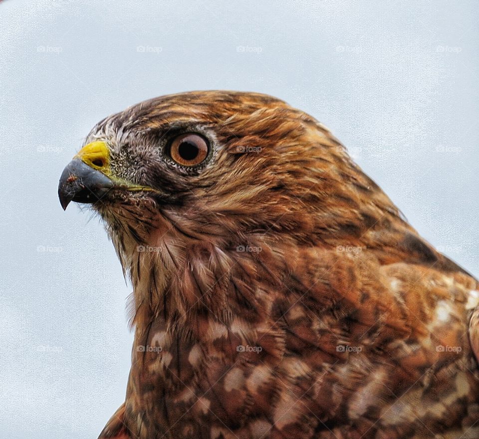 Chouette à voir St-Jude Québec 