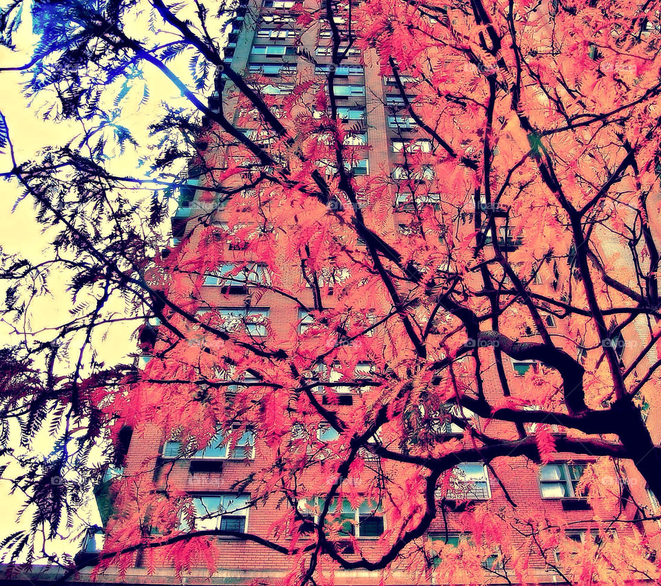 tree newyork building manhattan by pitikelebek