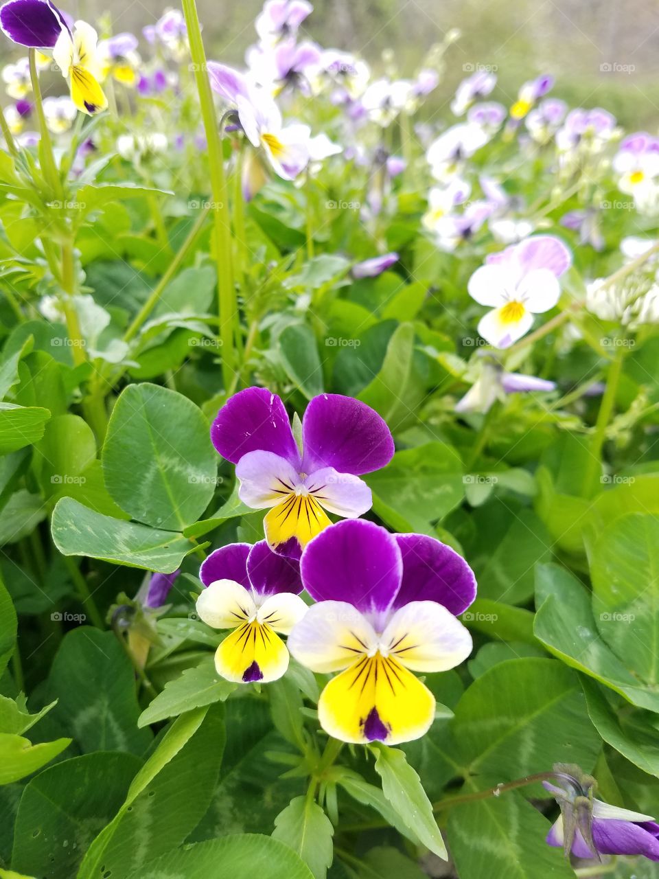 yellow and purple pansies