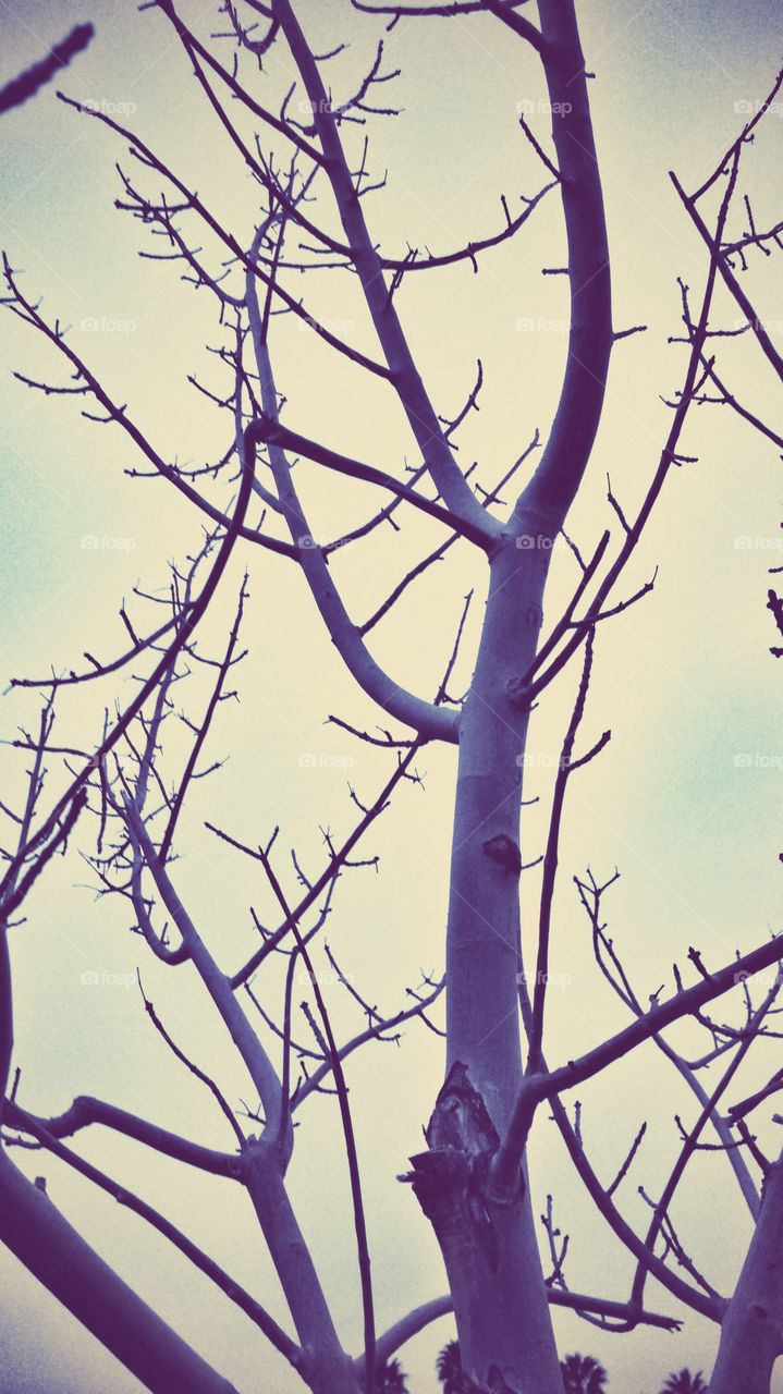 Bare tree branches in winter