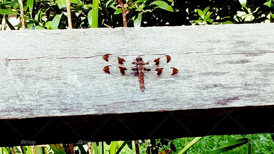 Dragonfly chameleon