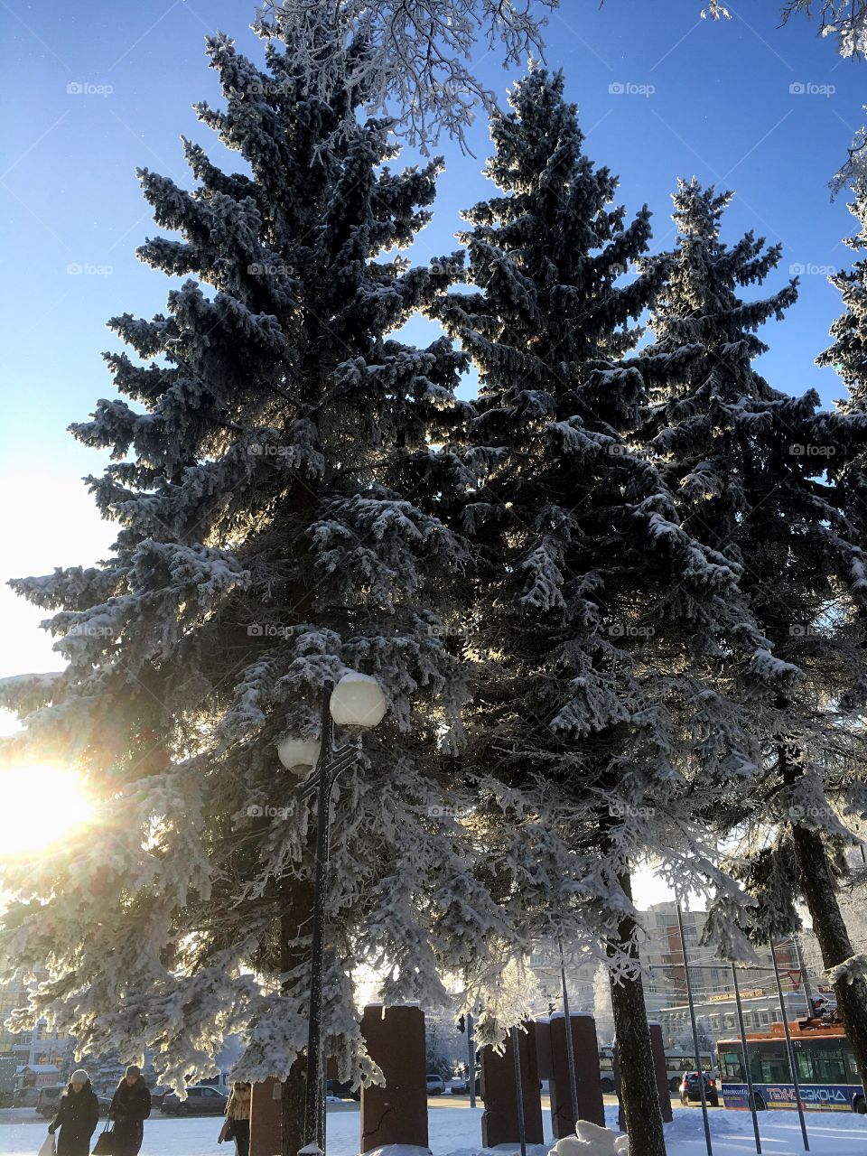 winter sun shining through trees