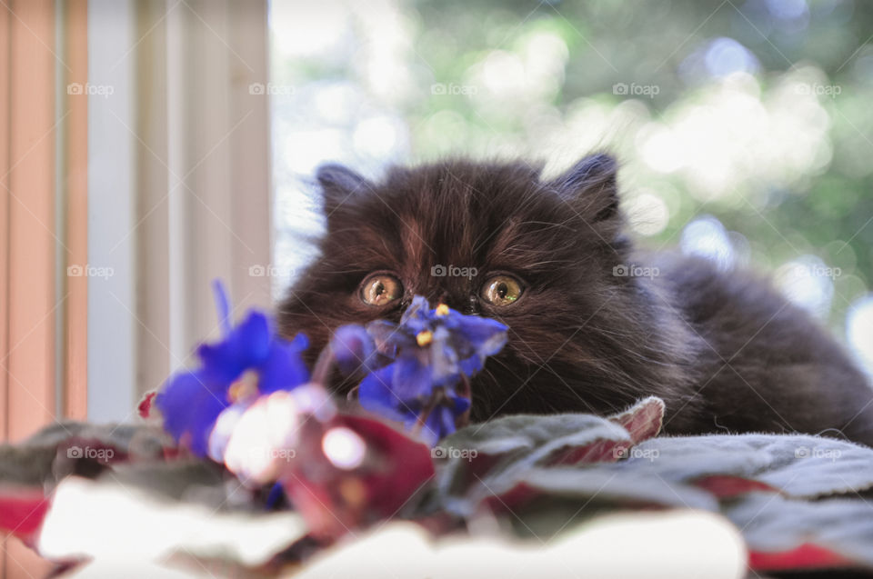 Black Persian Kitten Peeking Over an African Violet Plant