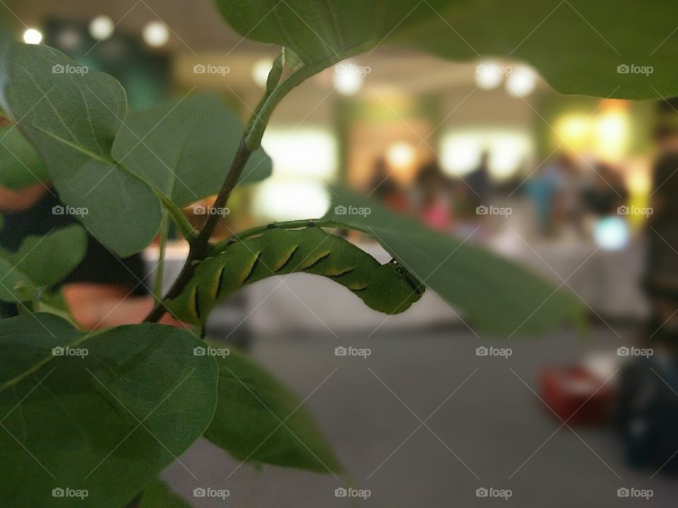 Upside Down Caterpillar