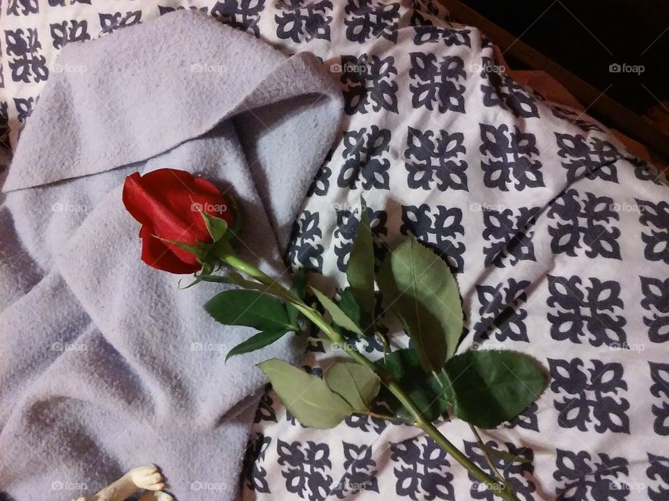 Red rose in bed