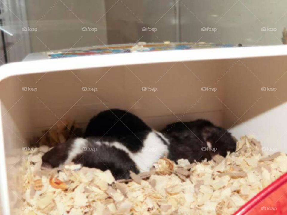 Hamsters sleeping