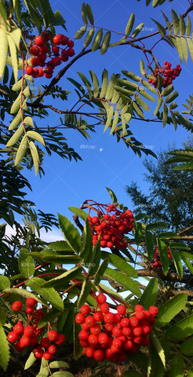 The moon at sunrise through a Rowan tree on Cannock Chase 