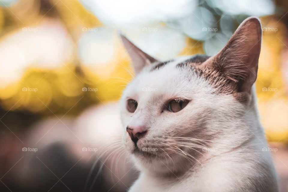 A white and brown colour grumpy cat